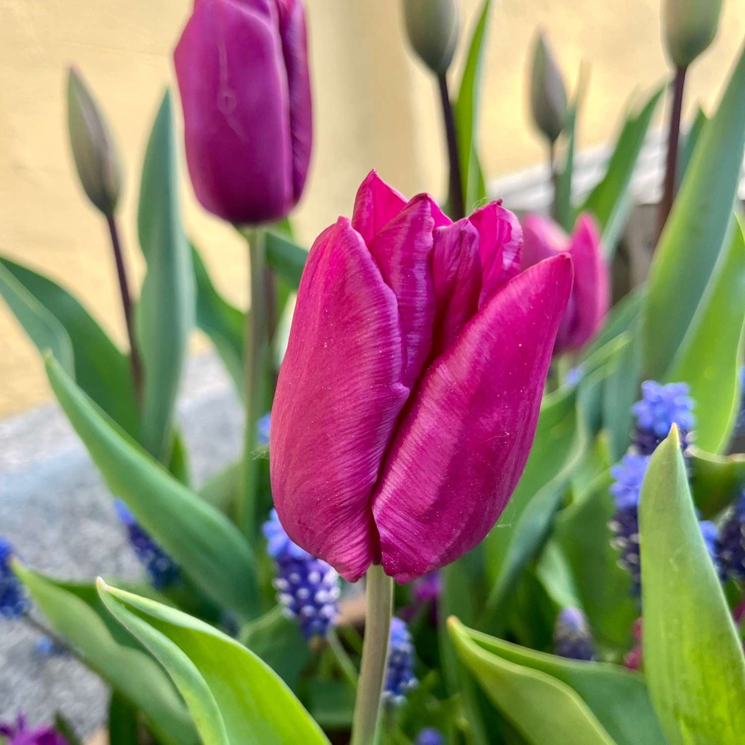 Sipulisekoitus 'Deep Purple'